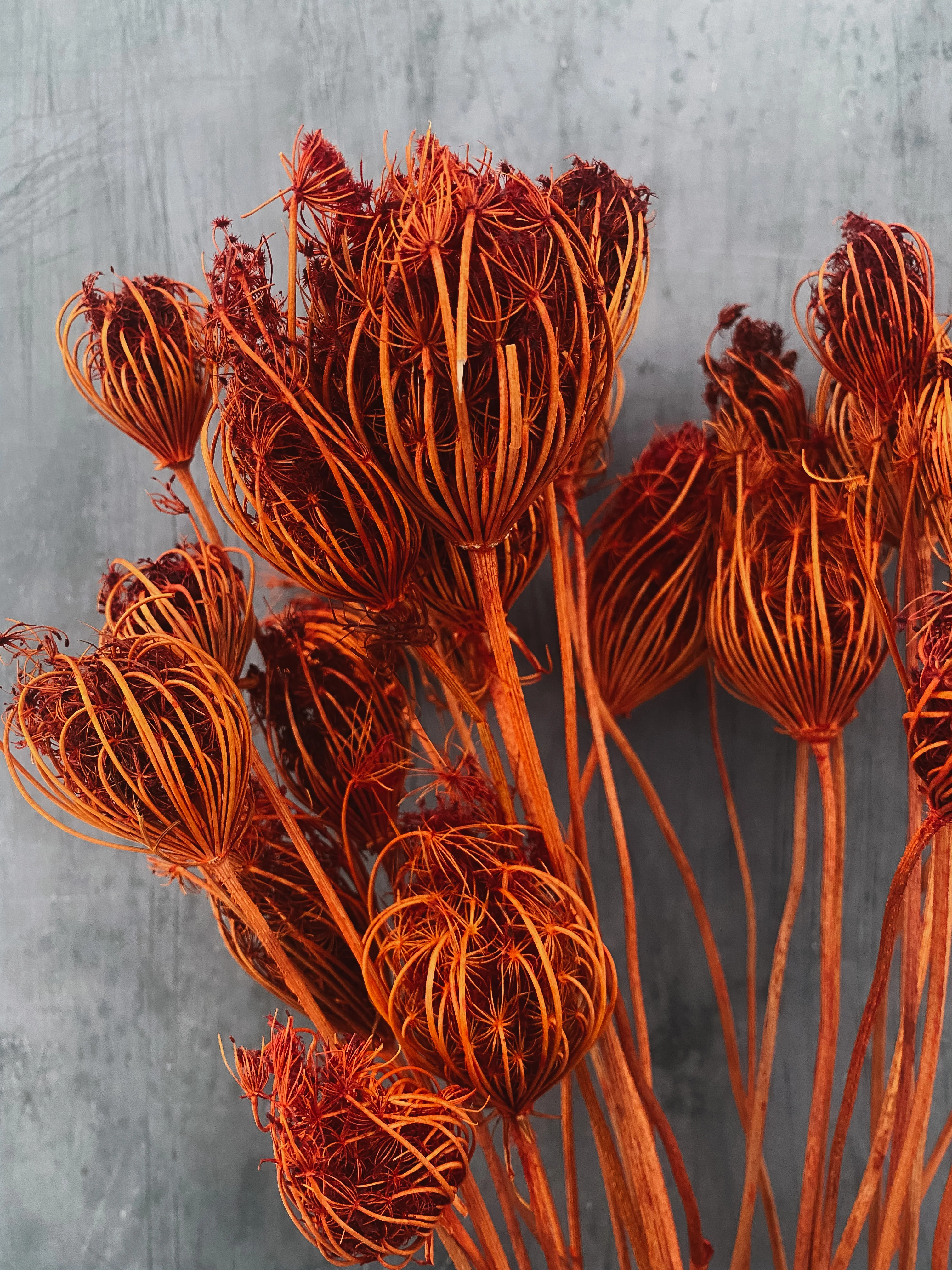 Dried Ammi Majus - burnt orange - Image 3