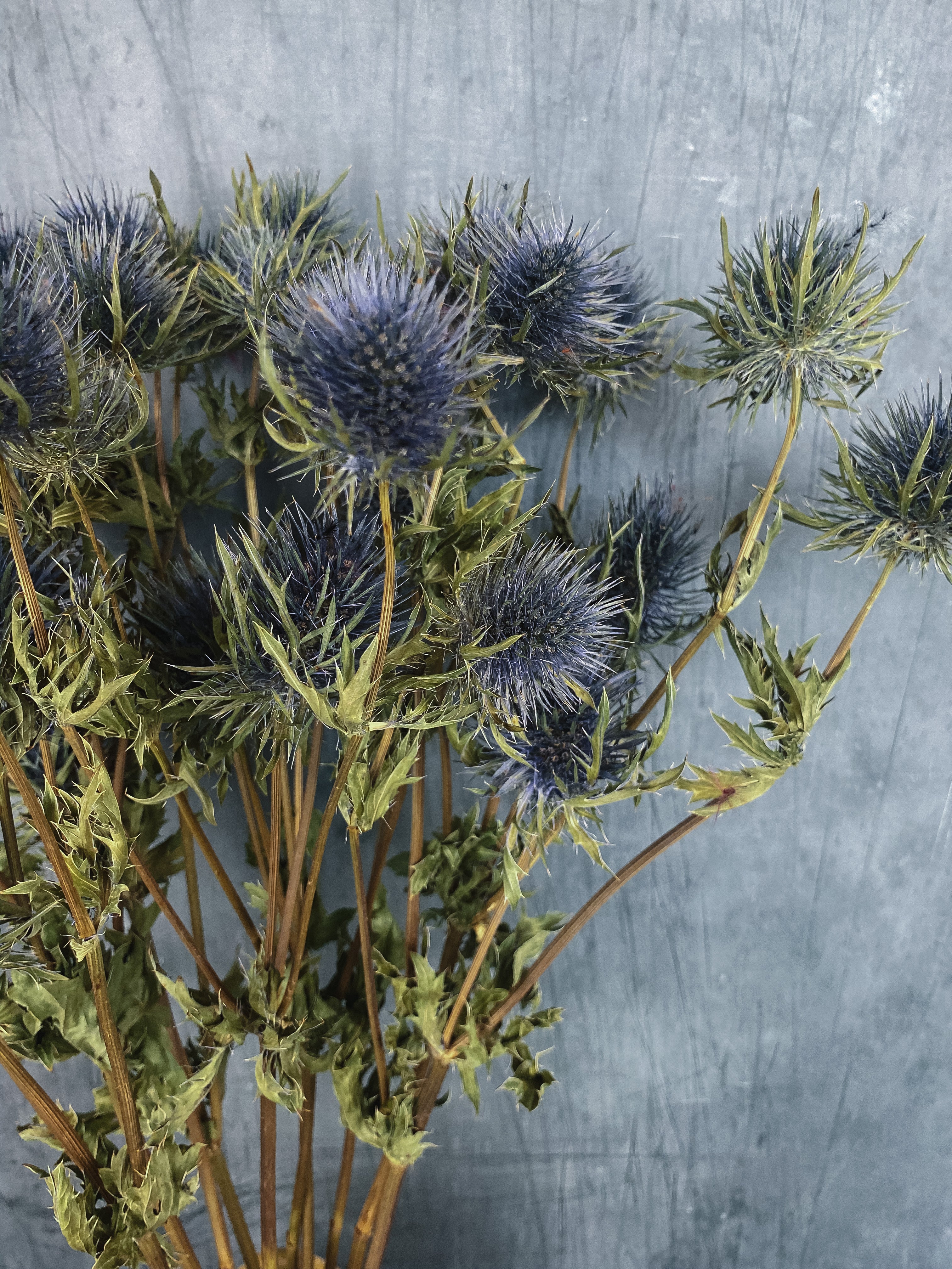 Dried Eryngium Thistles - Image 2