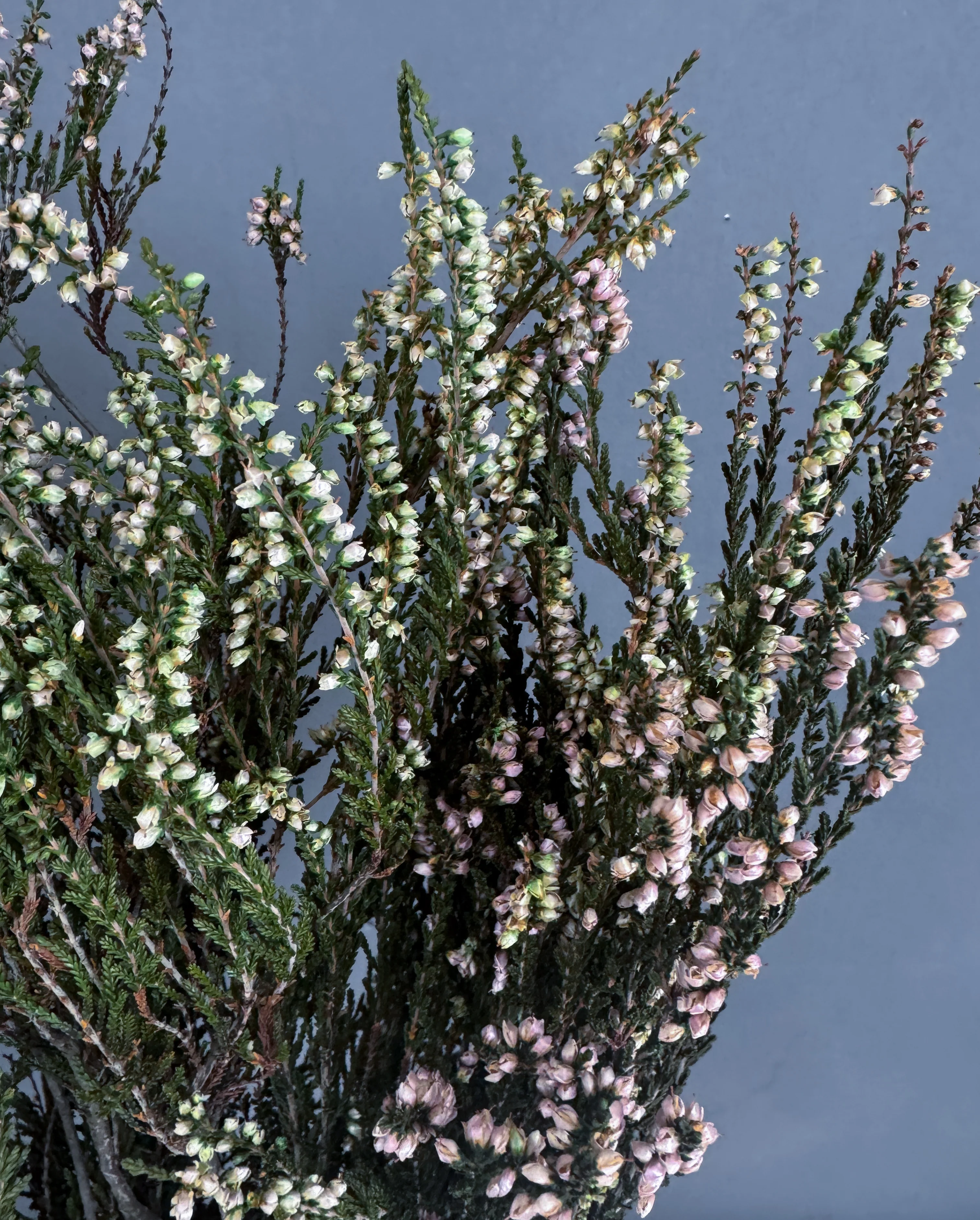 Dried Heather - Image 3