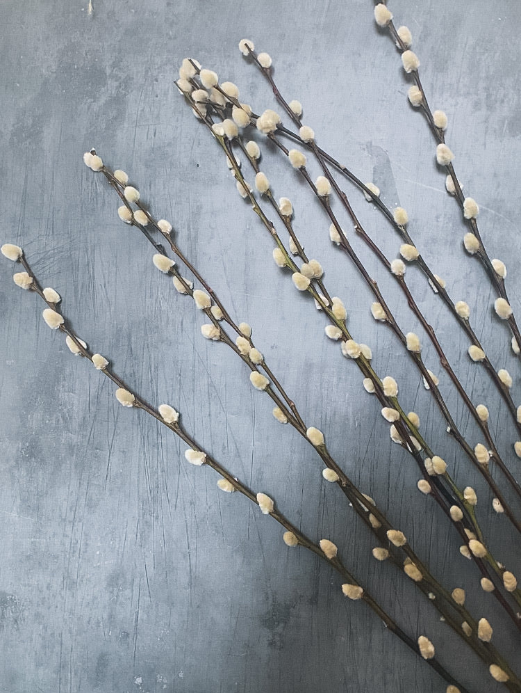 Dried pussy willow (Salix) - Image 3