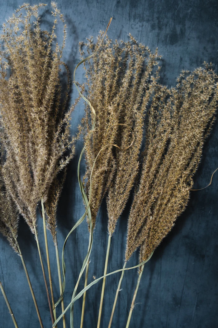 Fluffy Reed Grass - Natural - Image 3
