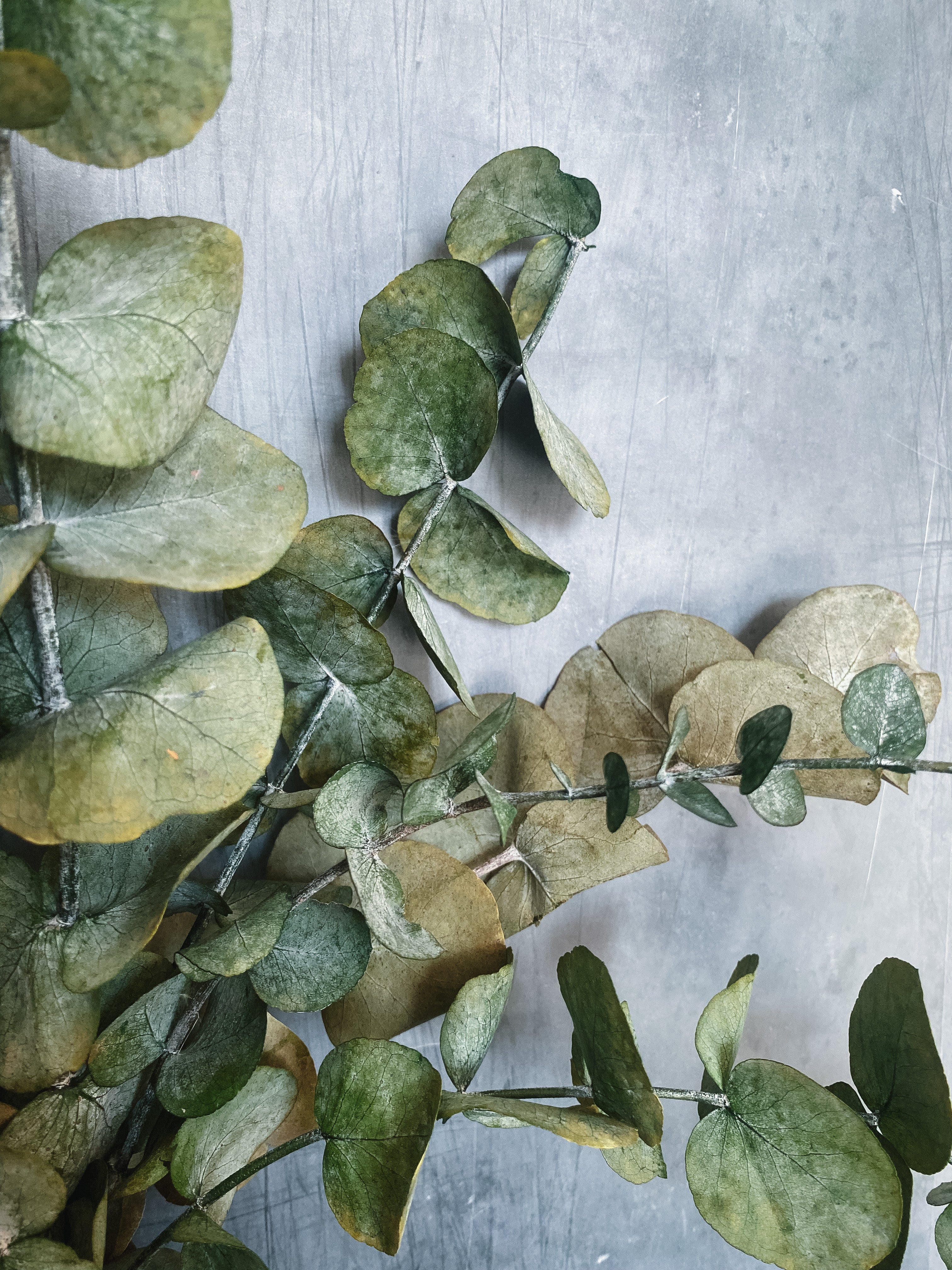 Preserved eucalyptus bunch *seconds* - Image 3